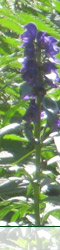 Blume lila