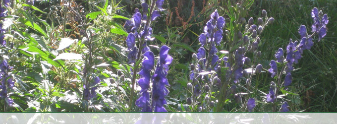 Blume lila