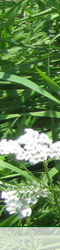 Blume weiss